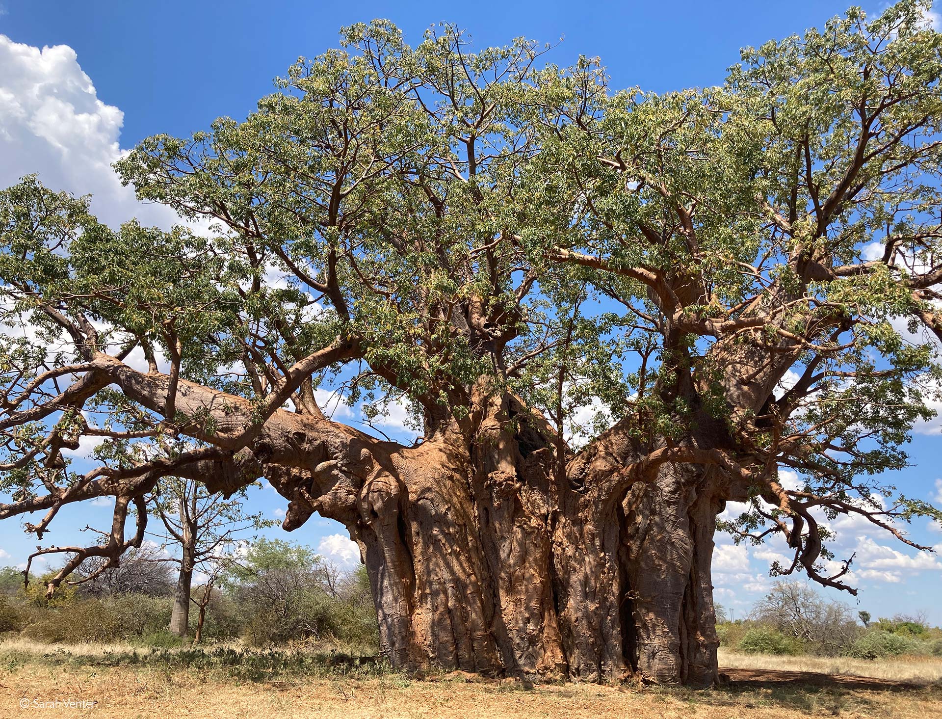 Baobab Black Tree Seeds for Planting