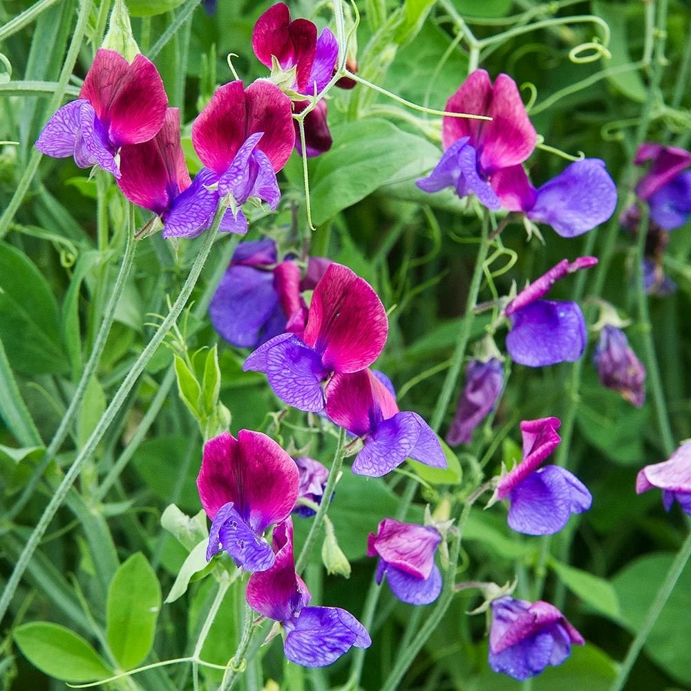 Heirloom Peas Flower seeds blooming in flower beds, containers, borders, and pollinator-friendly gardens