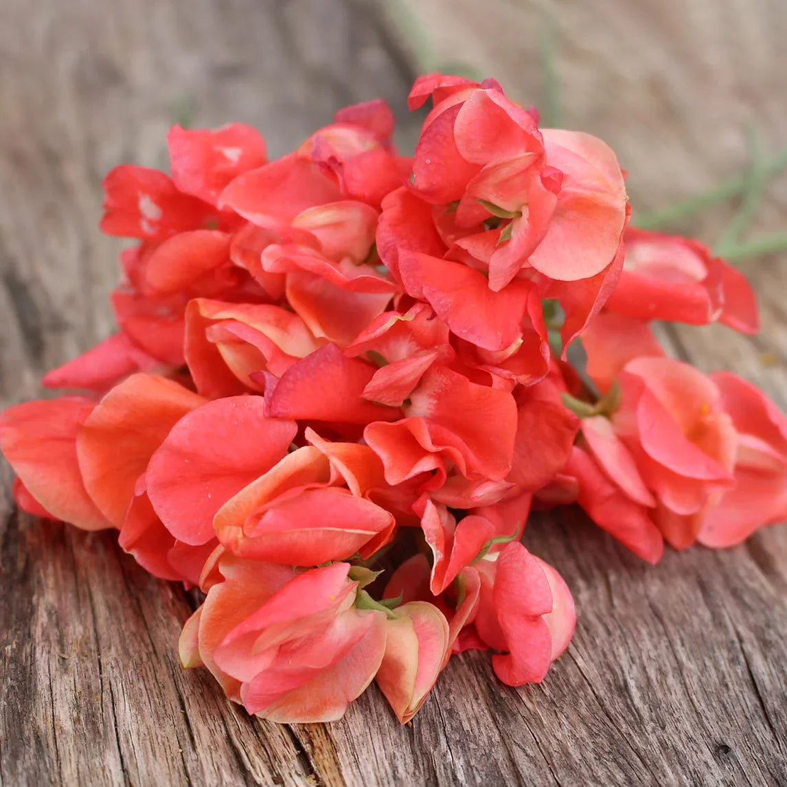 Orange Sweet Pea Flower seeds for Planting Colorful Display Heirloom & GMO Free Seeds for Home Garden
Sale for planting in home garden