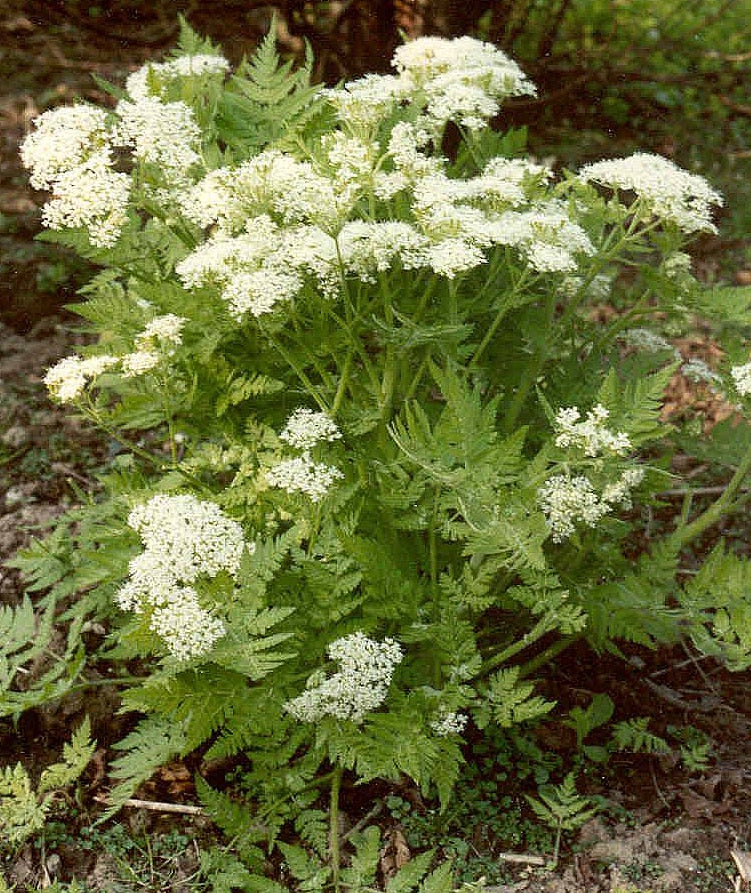 Myrrhis Odorata Flower seeds for Planting Seasonal Bloomer Heirloom & GMO Free Seeds for Home Garden