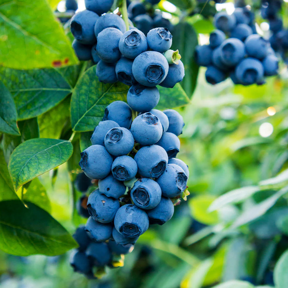 Blueberry Super Sweet Vaccinium corymbosum Seeds for Planting fruit garden edible landscape