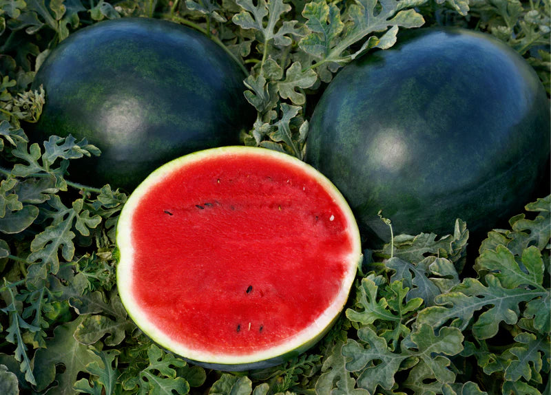 Watermelon Red Gray Seeds: Grow Your Own Delicious Fruit