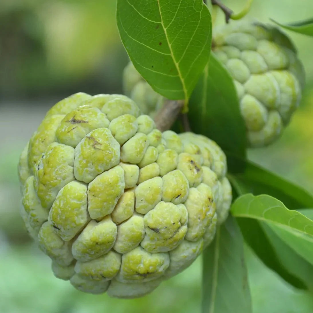 Green Custard Apple Fruit Seeds for Planting Premium Quality for Home Gardens