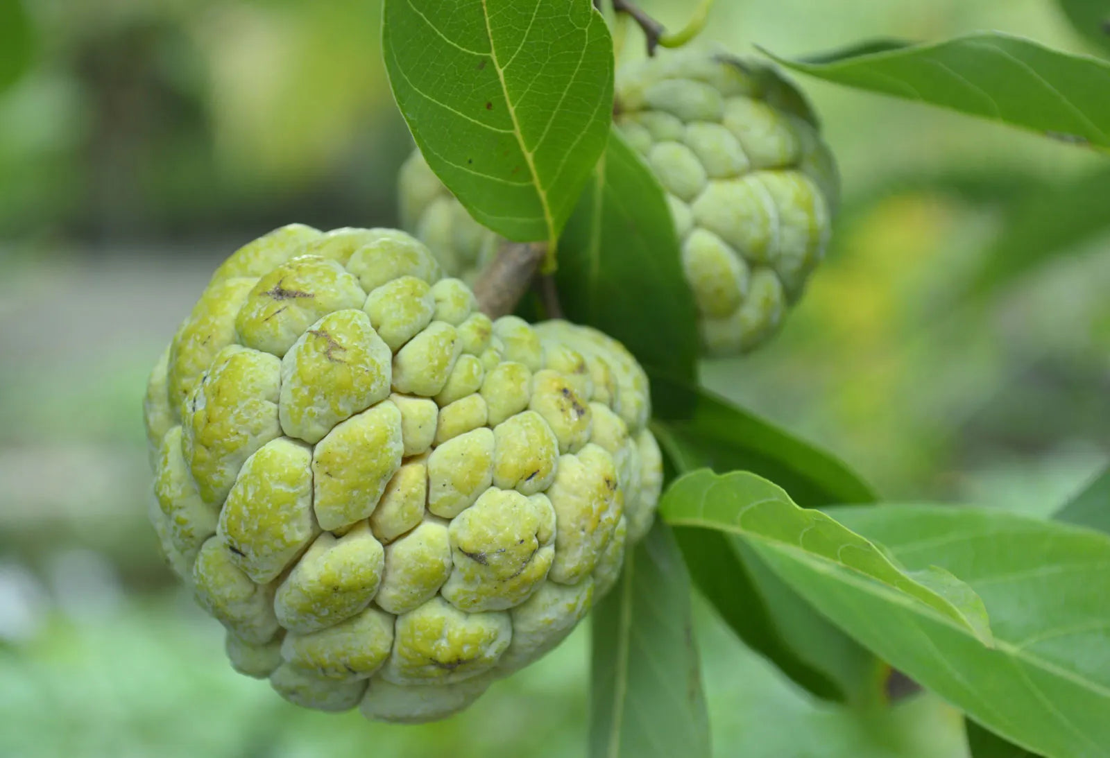 Evergrowseeds custard apple tree seeds, tropical sweet fruiting variety, shown in a clear image with seeds and fresh fruit.