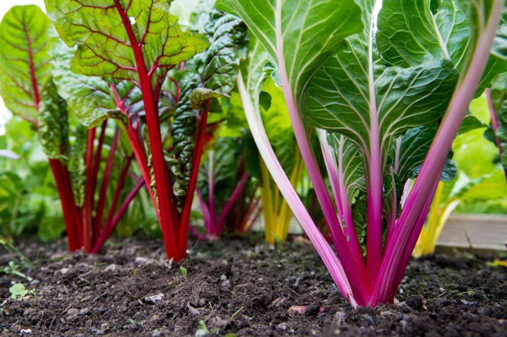 Rainbow Swiss Chard Seeds for Planting