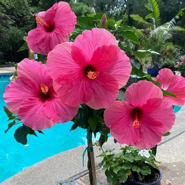 Thick Pink Hibiscus Flower seeds for Planting - Cottage Garden Essential, Heirloom & GMO Free Seeds for Home Garden
