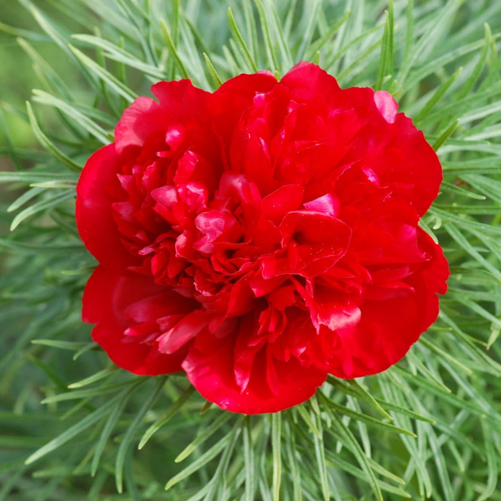Double Flowering Fernleaf Peony Seeds for Planting - Premium Perennial Seeds