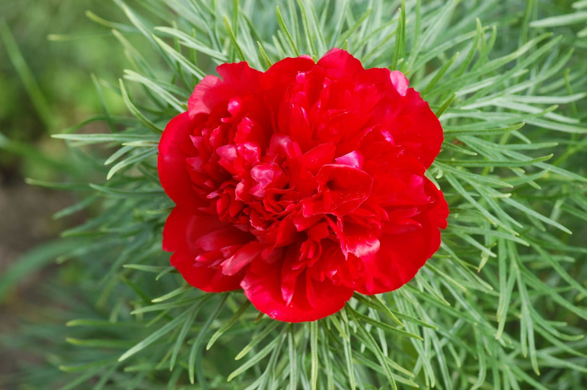 Paeonia Flower seeds for Planting - Easy to Grow, Heirloom & GMO Free Seeds for Home Garden
Sale for planting in home garden.