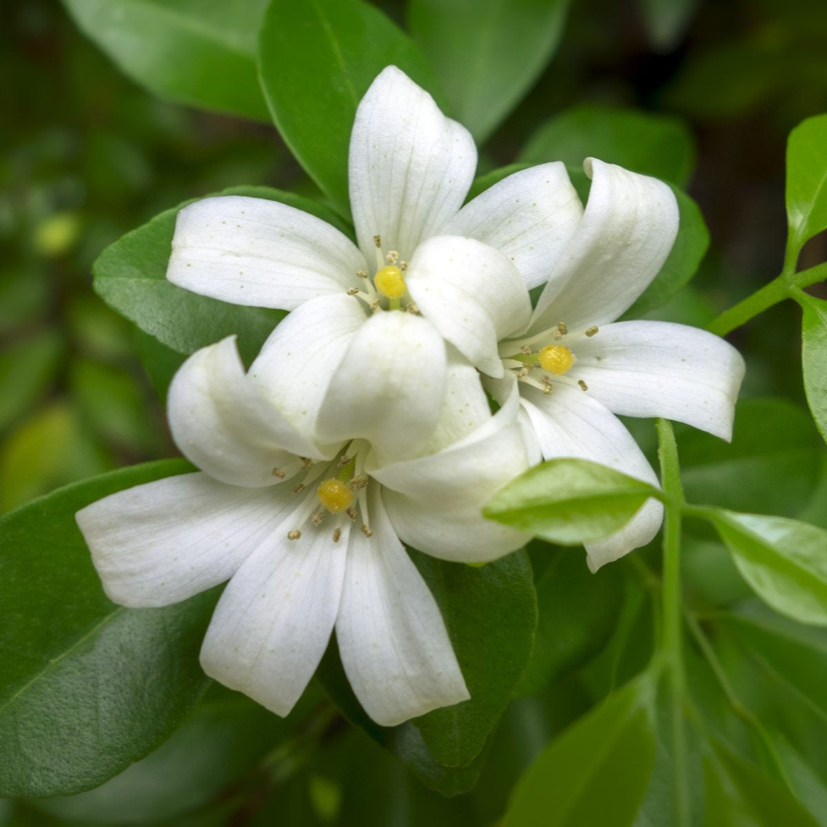 Orange Jasmine Murraya paniculata Flower Seeds for Planting
