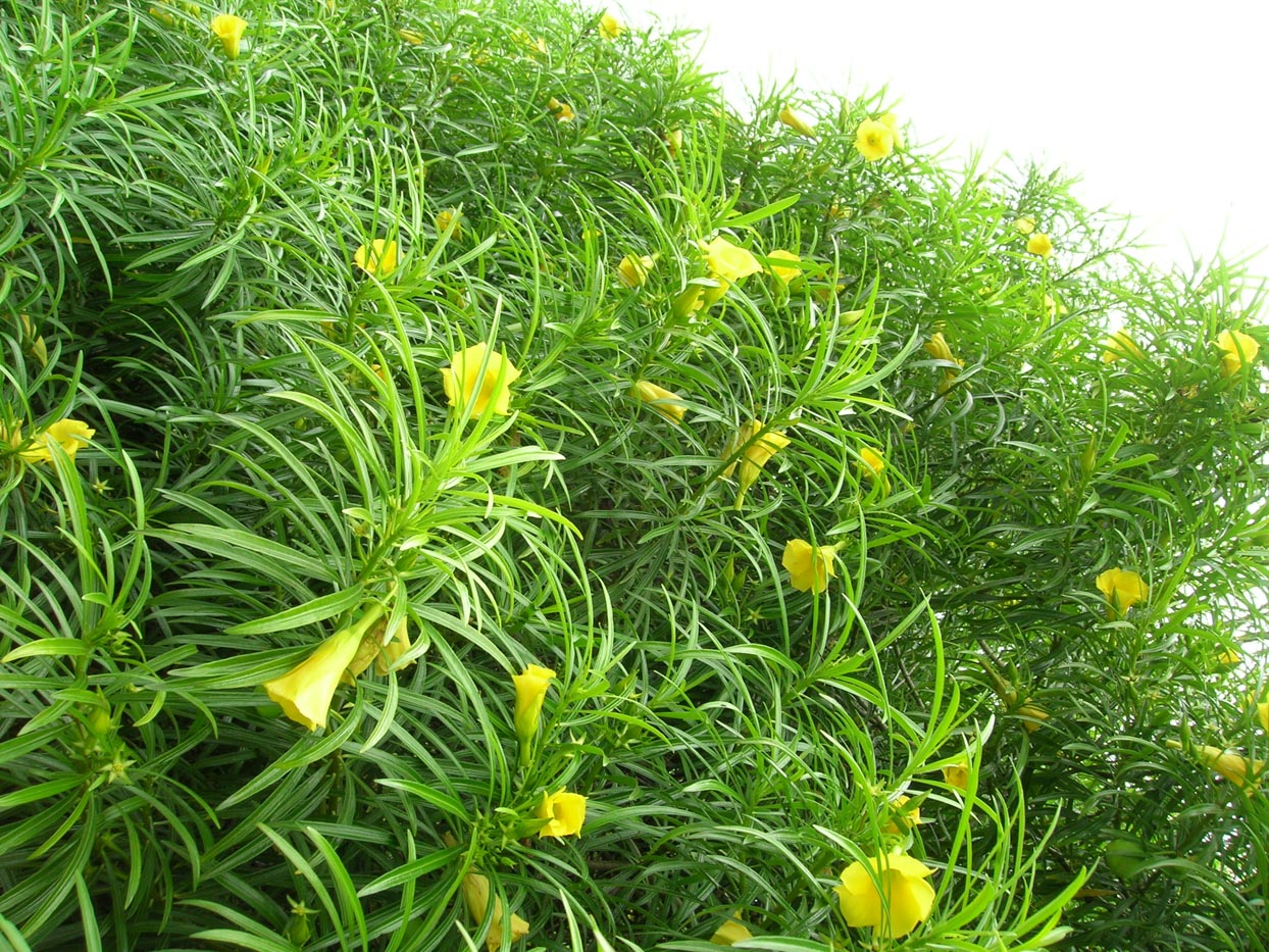 Thevetia Peruviana Flower Seeds for Planting Vibrant Tropical Blooms