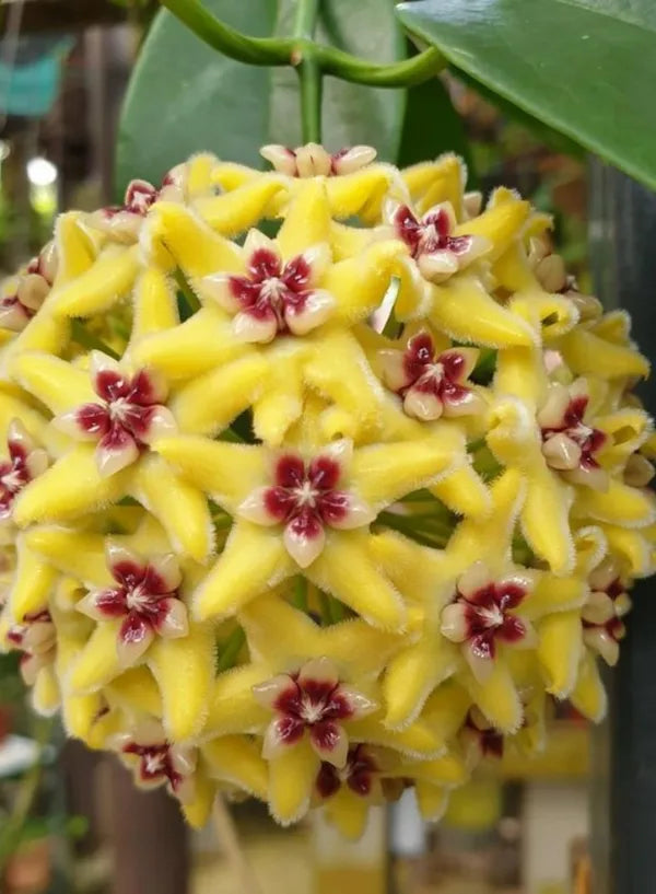Canossa Flower seeds for Planting - Cut Flower Favorite, Heirloom & GMO Free Seeds for Home Garden