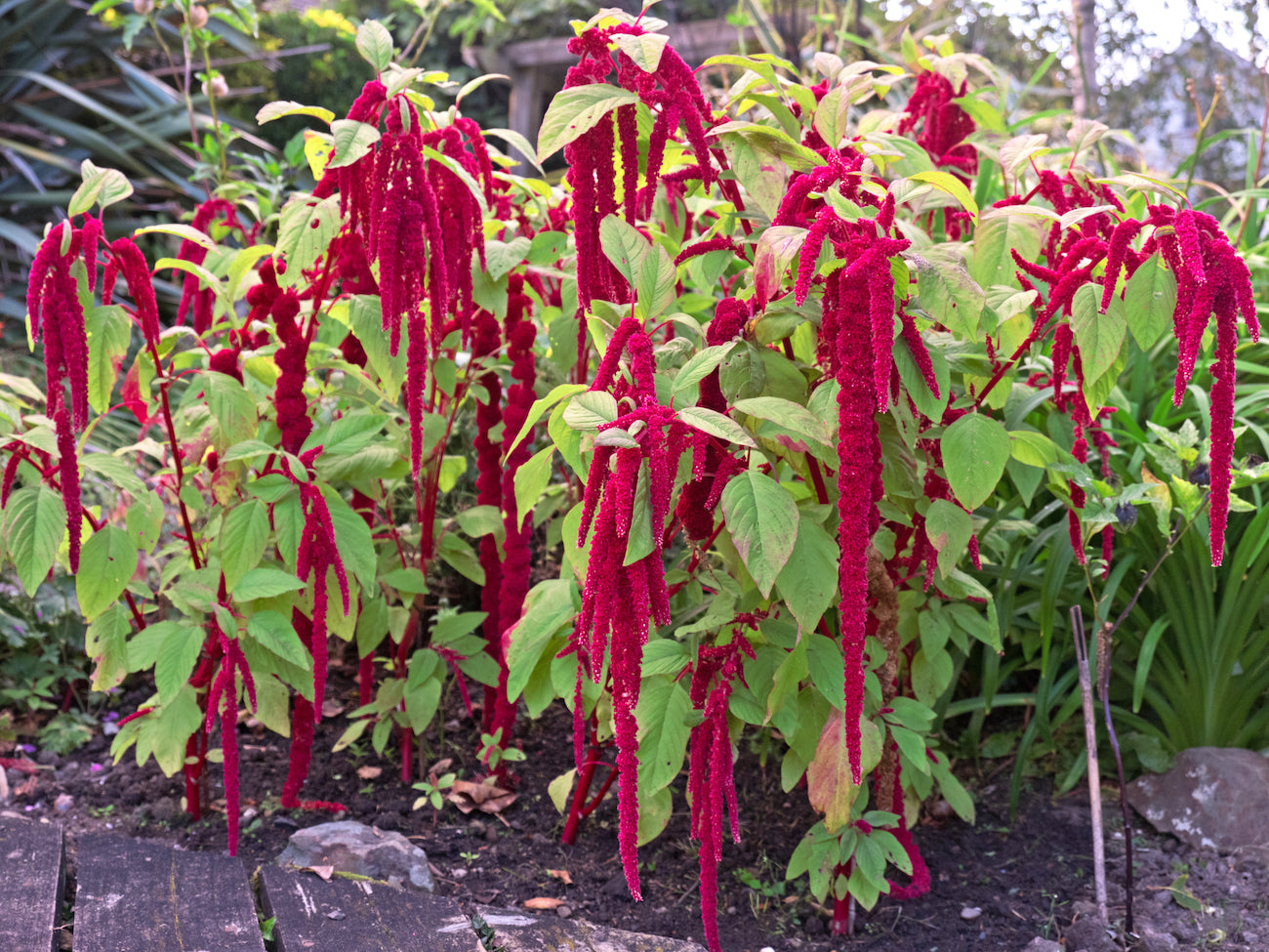 Grow Amaranthus Seeds for a Stunning Garden