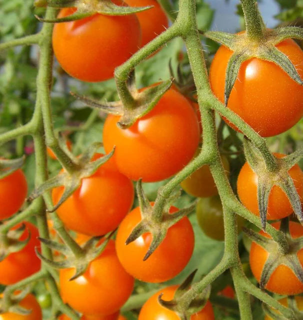 Sungold Tomato Planting Seeds - Grow Delicious Tomatoes