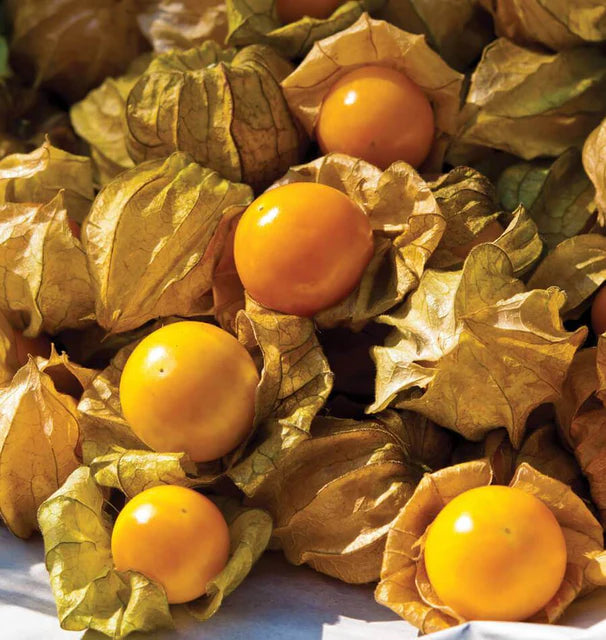 Tart Ground Cherry Seeds for Planting | Sweet & Tangy Berries