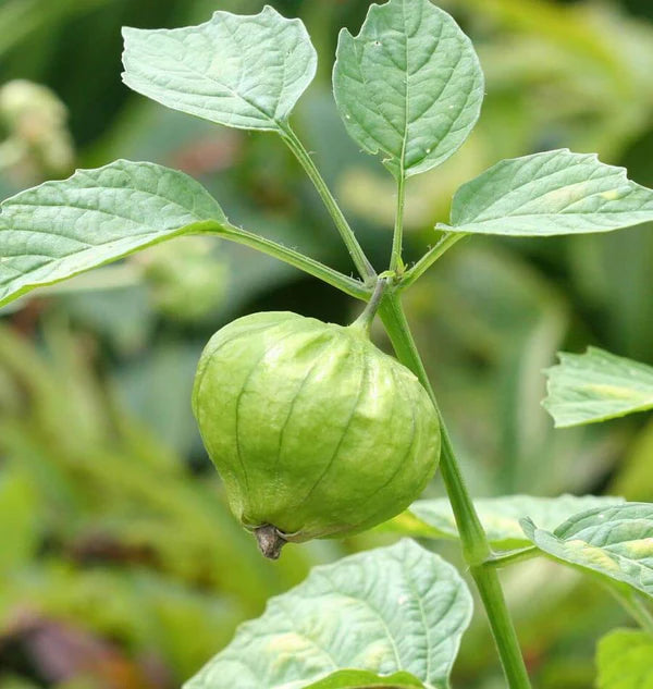 Tomatillo Seeds for Planting Grow Your Own Veggies
