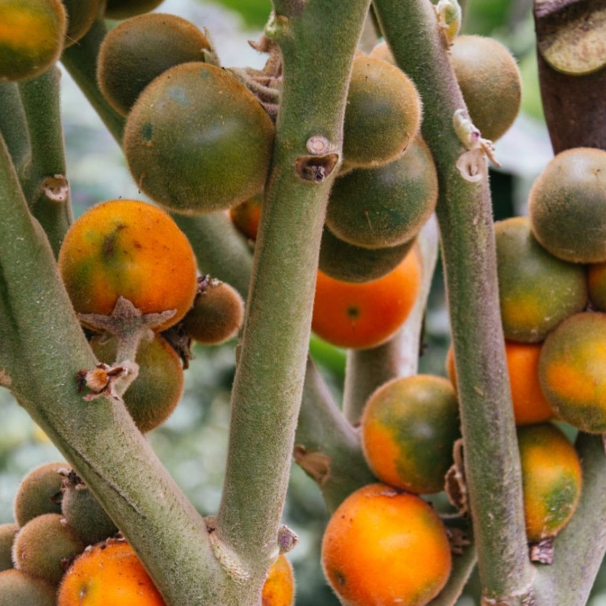 Orange Naranjilla Lulo Seeds for Planting Grow Exotic Tropical Fruit at Home