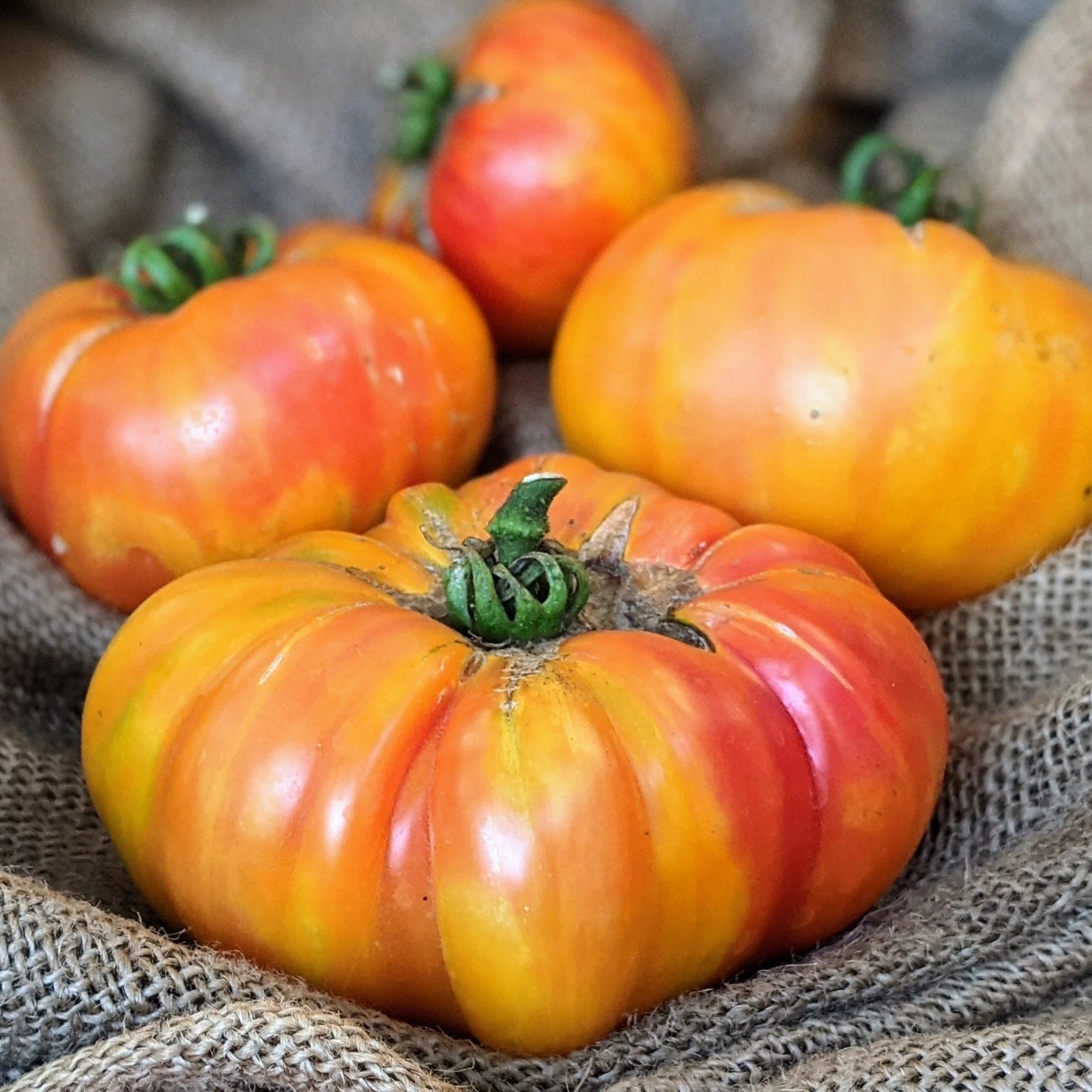 Big Yellow Tomato Seeds for Home Planting
