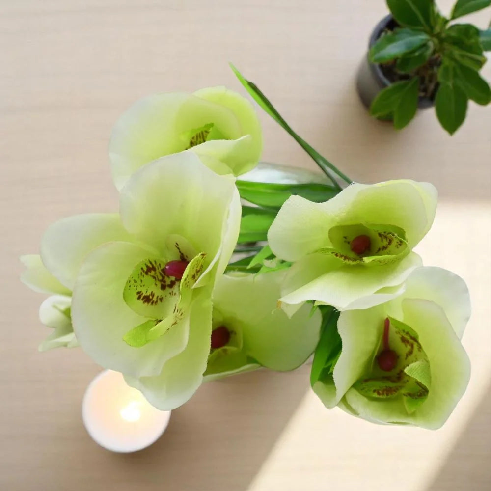 Light Green Phalaenopsis Orchid Flower Seeds for Planting Cut Flower Favorite Heirloom & GMO Free Seeds for Home Garden
