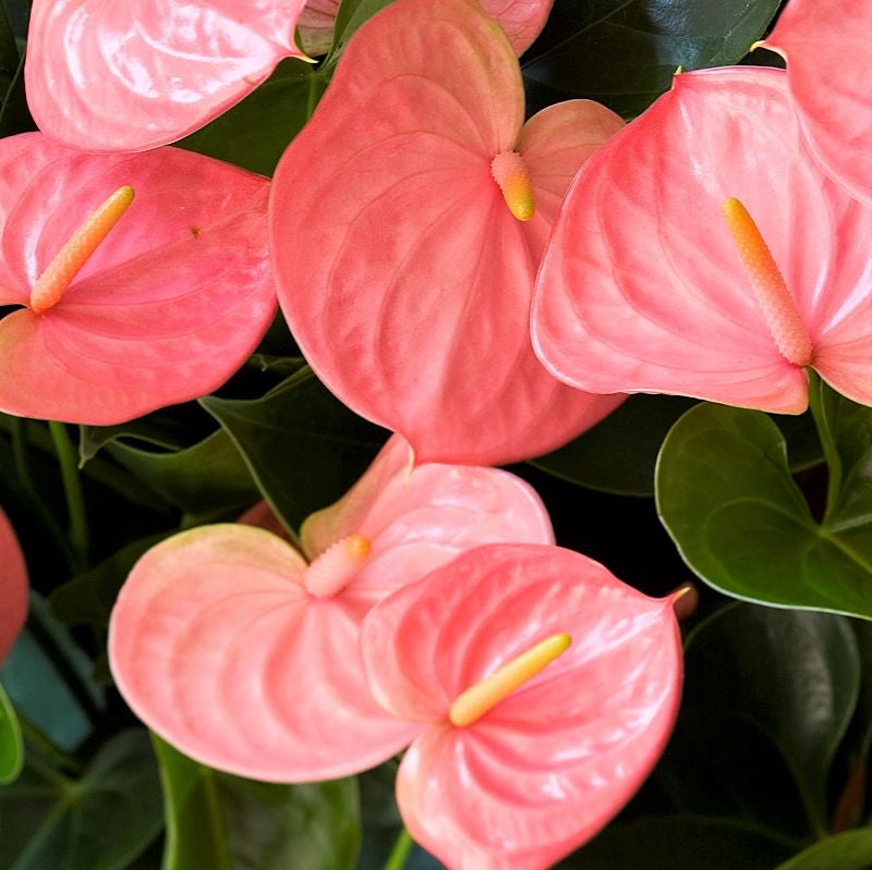 Light Pink Anthurium Flower Seeds for Planting Vibrant Colors Heirloom & GMO Free Seeds for Home Garden
Sale
