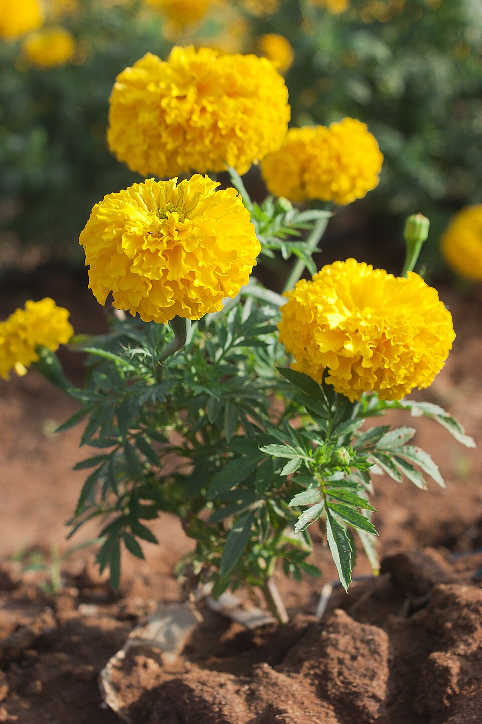 Yellow Marigold Flower seeds for Planting - Hardy Variety, Heirloom & GMO Free Seeds for Home Garden