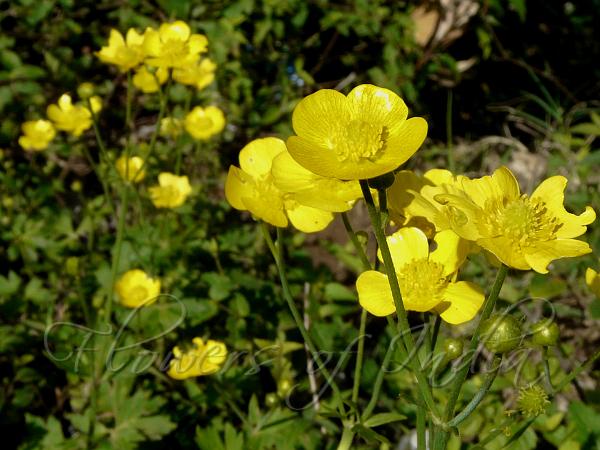 Yellow Buttercup Flower seeds for Planting - Seasonal Bloomer, Heirloom & GMO Free Seeds for Home Garden