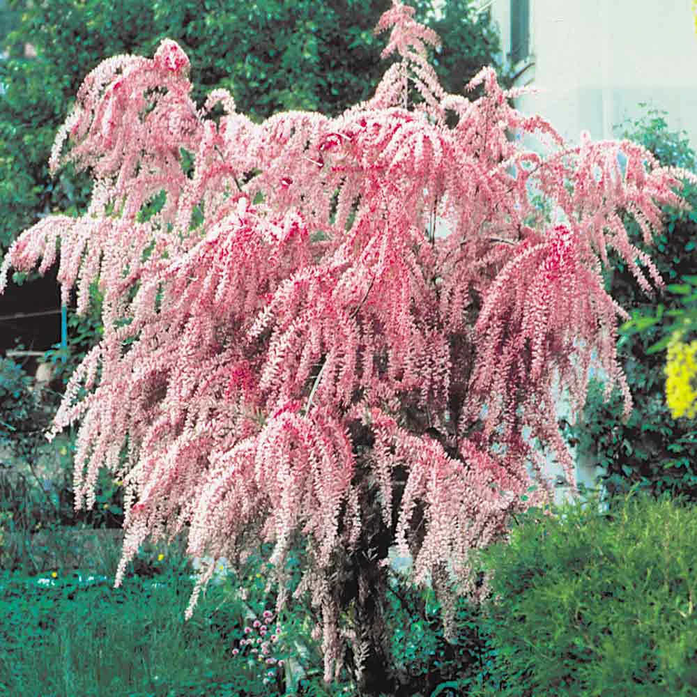 Tamarix Flower seeds for Planting - Garden Favorite, Heirloom & GMO Free Seeds for Home Garden