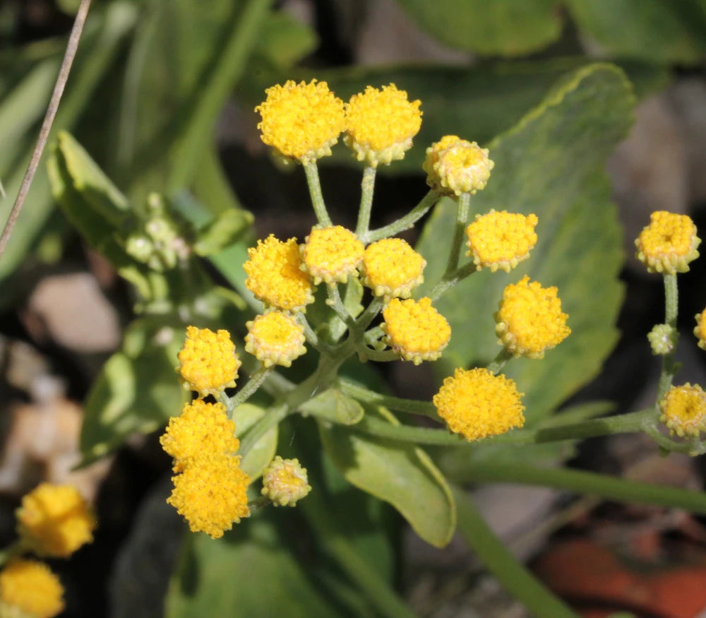 Costmary Flower seeds for Planting - Drought Tolerant, Heirloom & GMO Free Seeds for Home Garden