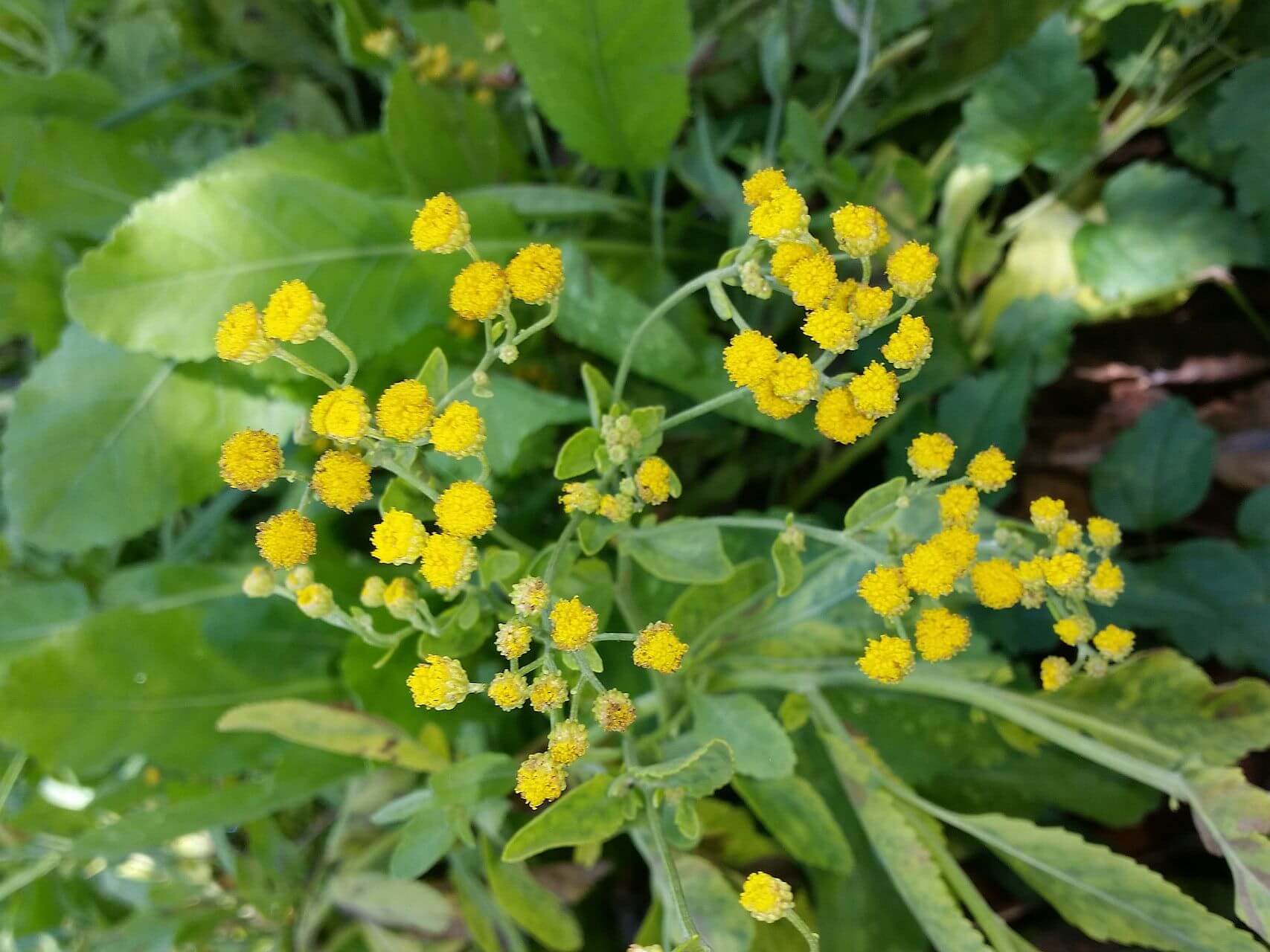 Costmary Flower seeds for Planting - Drought Tolerant, Heirloom & GMO Free Seeds for Home Garden