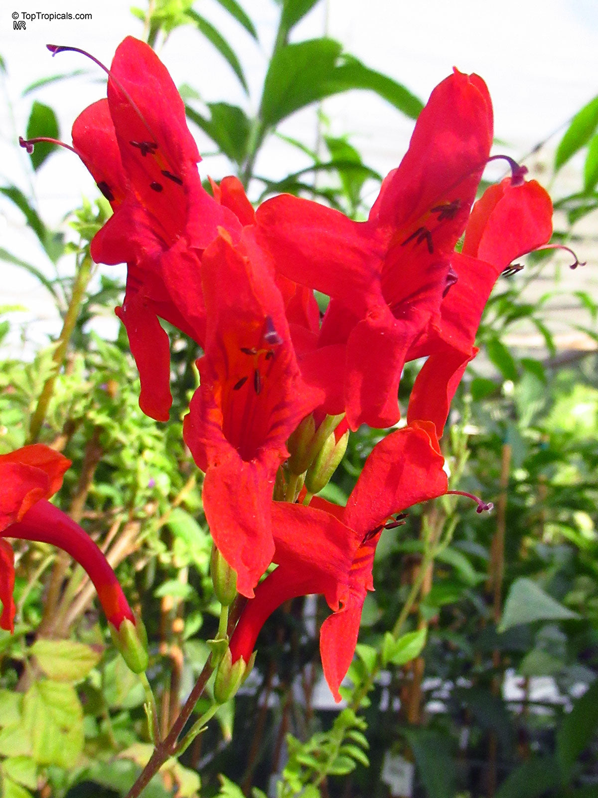 Red Cape Honeysuckle Flower seeds for Planting - Cut Flower Favorite, Heirloom & GMO Free Seeds for Home Garden