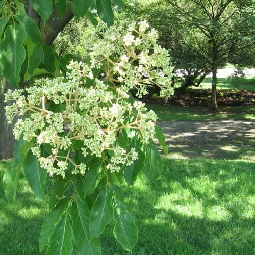Mixed Evodia Danielii Tree Planting Seeds - Unique Tree Growth