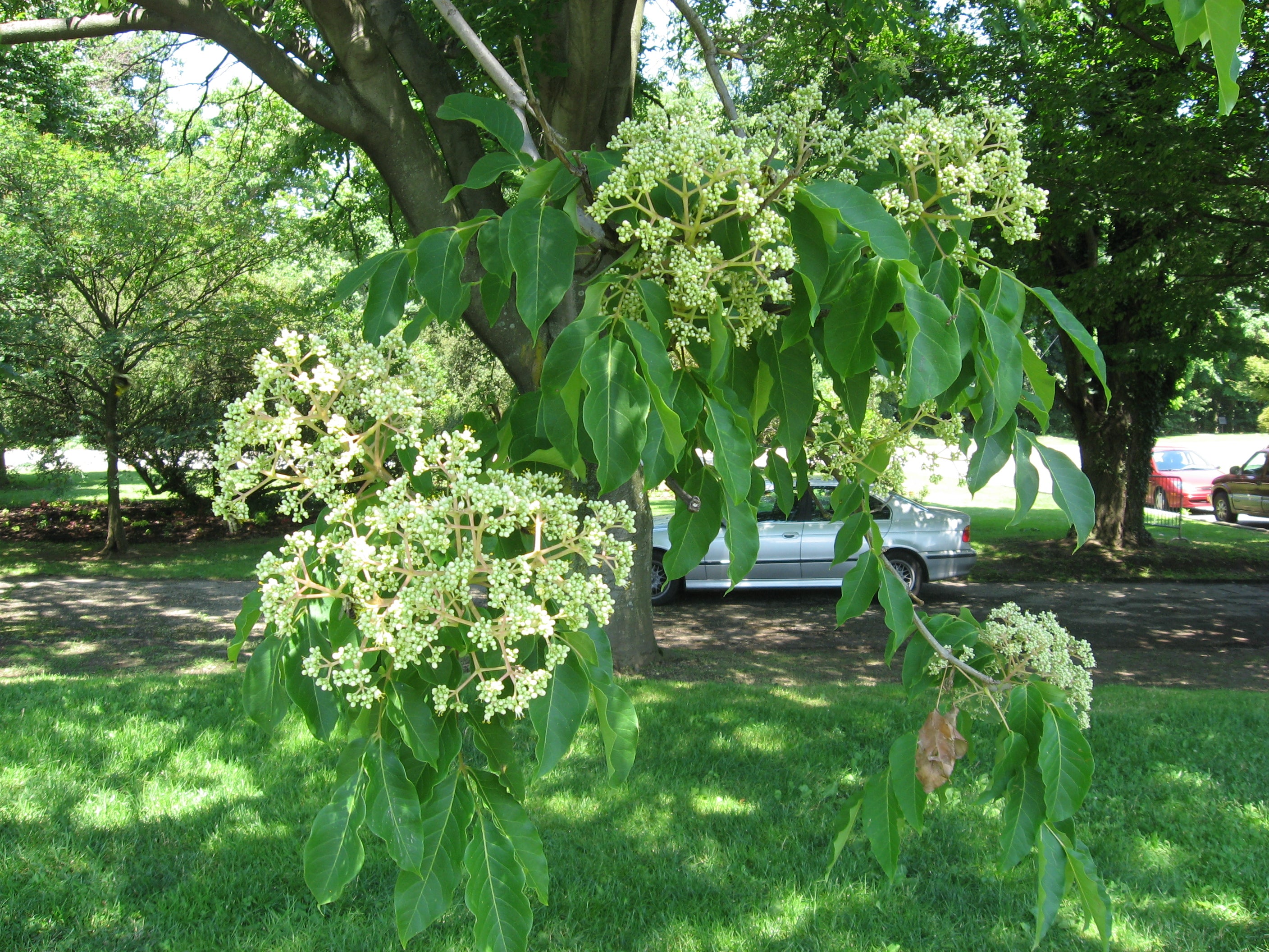 Mixed Evodia Danielii Tree Planting Seeds - Unique Tree Growth