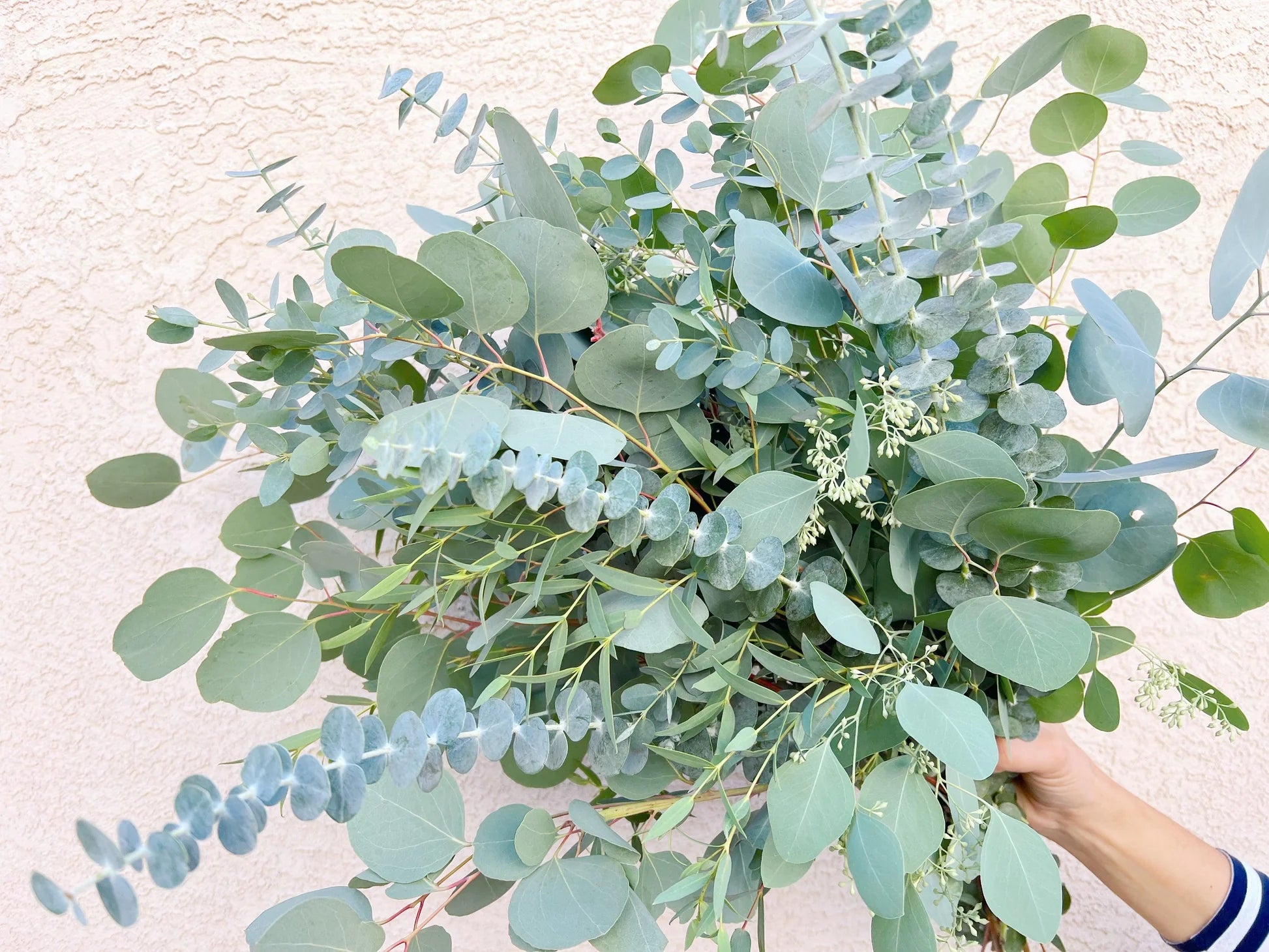 Mixed Eucalyptus Flower seeds for Planting - Vibrant Colors, Heirloom & GMO Free Seeds for Home Garden