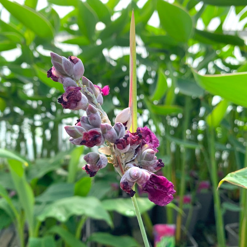 Green Thalia Dealbata Flower Seeds for Planting Fragrant Blossoms Heirloom & GMO Free Seeds for Home Garden
Sale