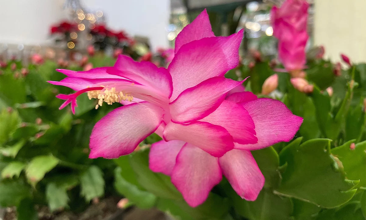 Pink Schlumbergera Flower seeds for Planting - Shade Tolerant, Heirloom & GMO Free Seeds for Home Garden
