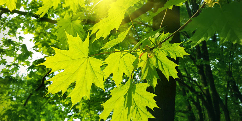 Maple Tree Seeds Dark Green Planting Seeds for Beautiful Landscapes!