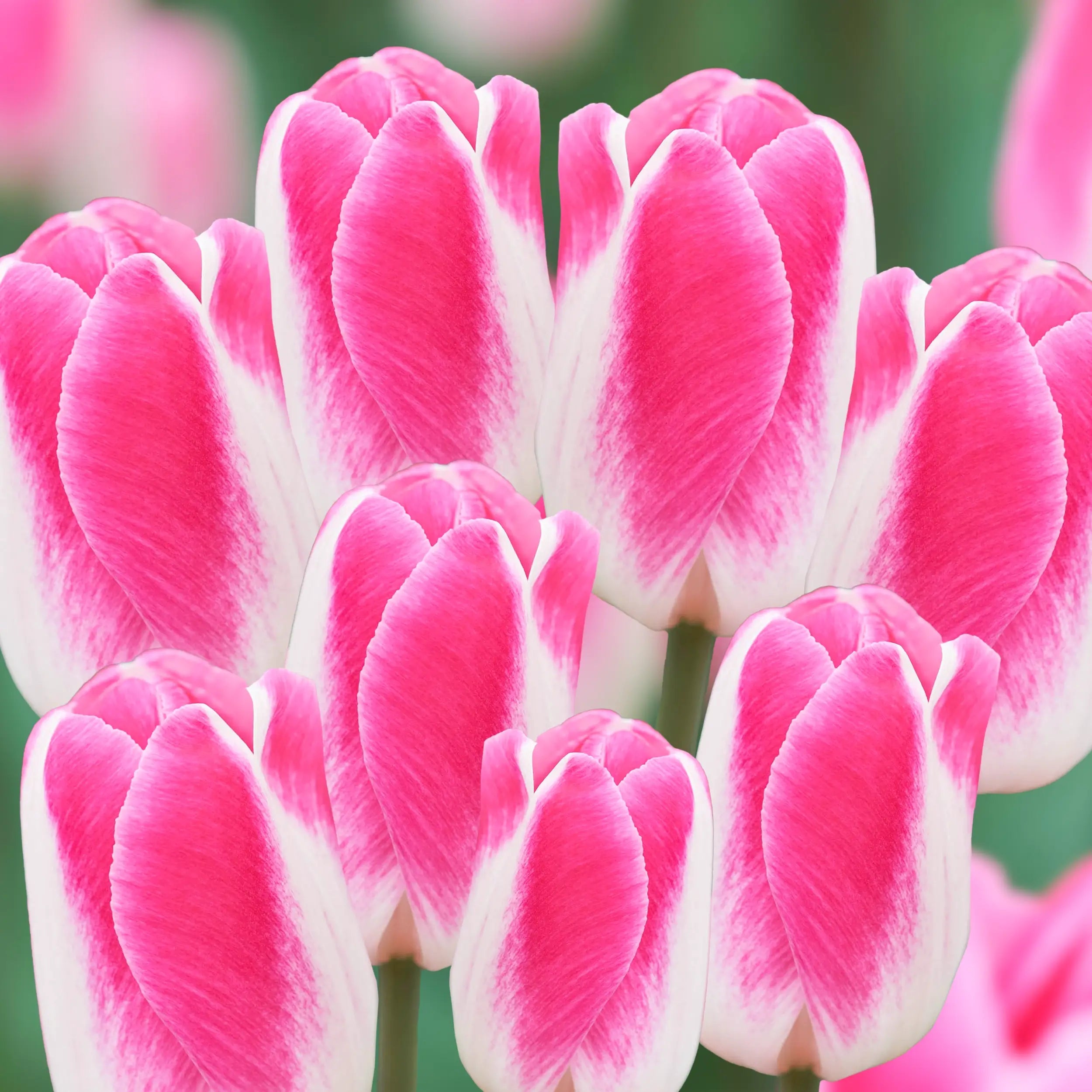 Pink White Tulip Flower Seeds for Planting – Bright Blooms Heirloom & NonGMO Seeds for Home Garden
Sale - Evergrowseeds