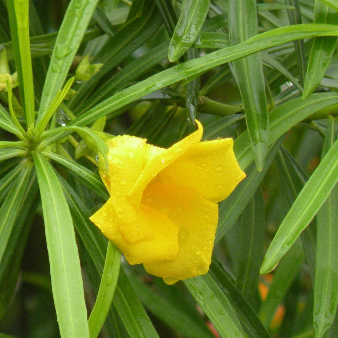 Thevetia Neriifolia Flower seeds for Planting - Fragrant Blossoms, Heirloom & GMO Free Seeds for Home Garden