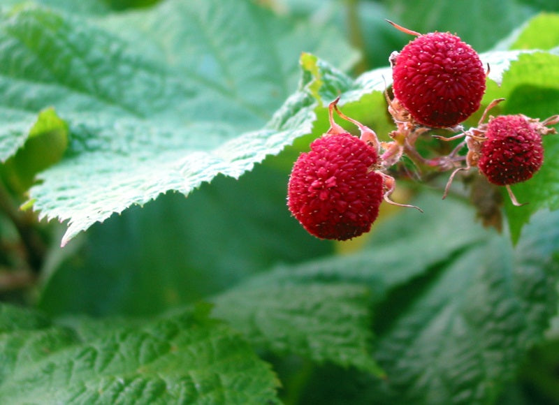 Thimbleberry Fruit Planting Seeds - Grow Delicious Thimbleberries in Your Garden!