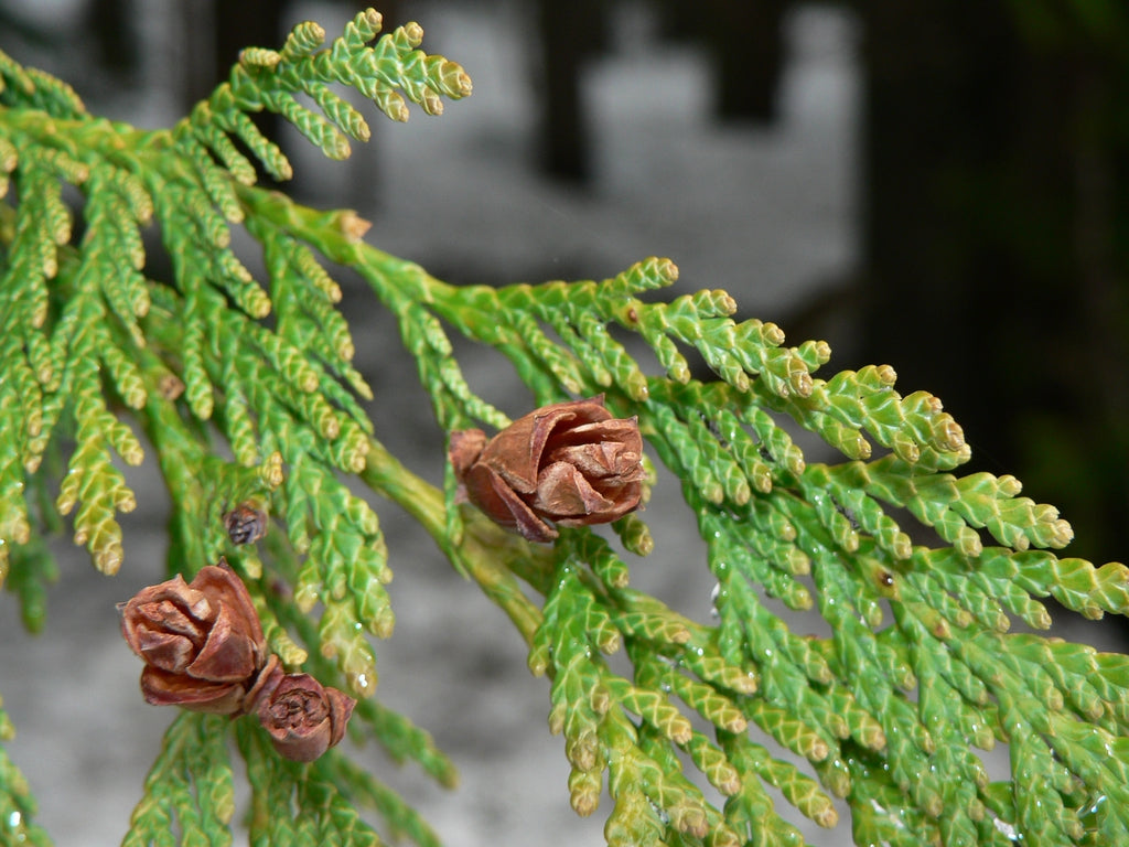 Thuja Plicata Tree Seeds - Easy Planting Instructions Included