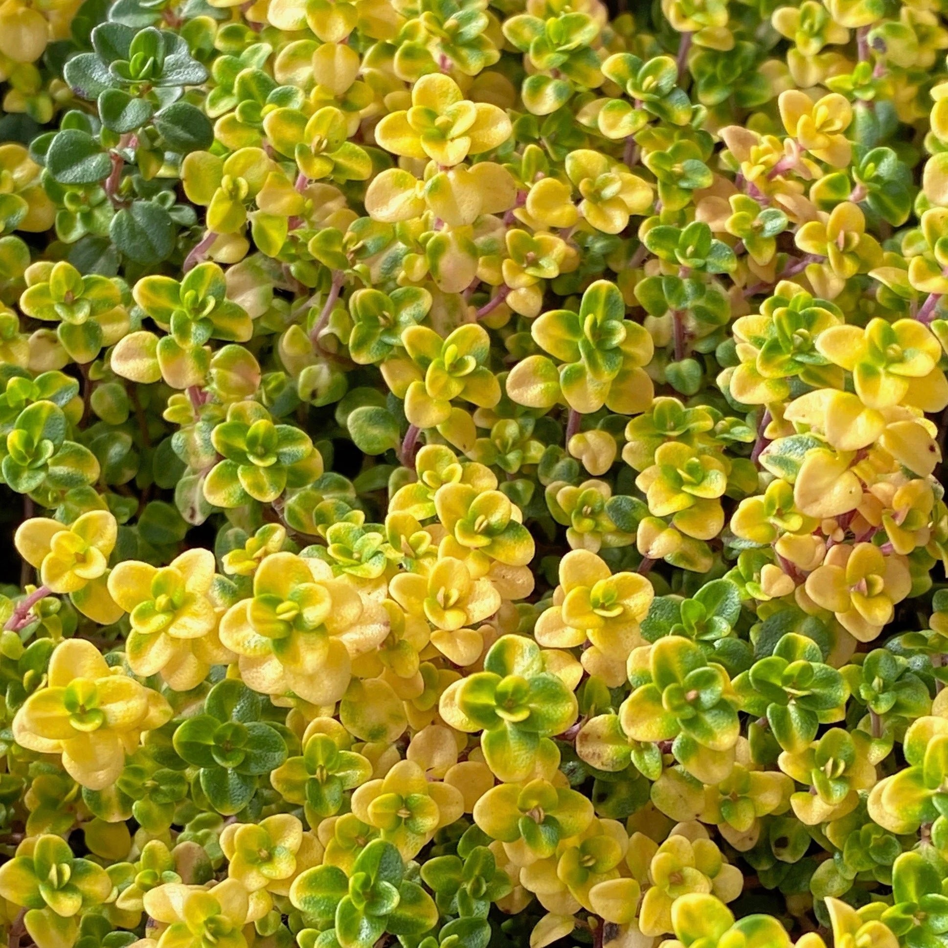 Doone Valley Plant Seeds for Planting | Ideal for Vibrant Gardens