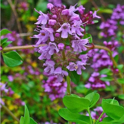 Thymus Serpyllum Flower seeds for Planting Cottage Garden Essential Heirloom & GMO Free Seeds for Home Garden