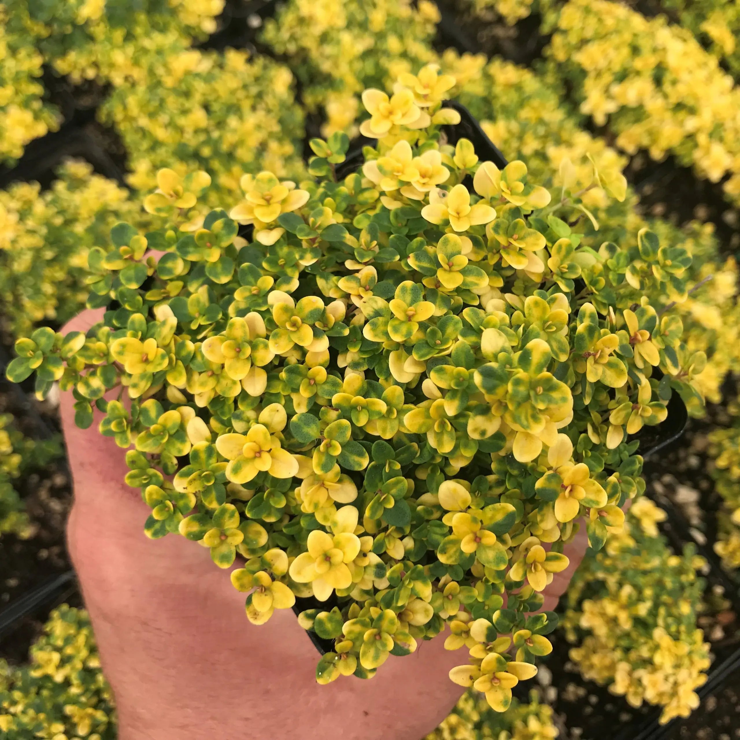 Doone Valley Plant Seeds for Planting | Ideal for Vibrant Gardens