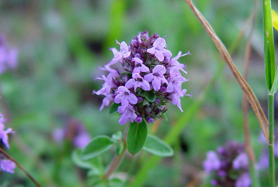 Thymus Serpyllum Flower seeds for Planting Cottage Garden Essential Heirloom & GMO Free Seeds for Home Garden