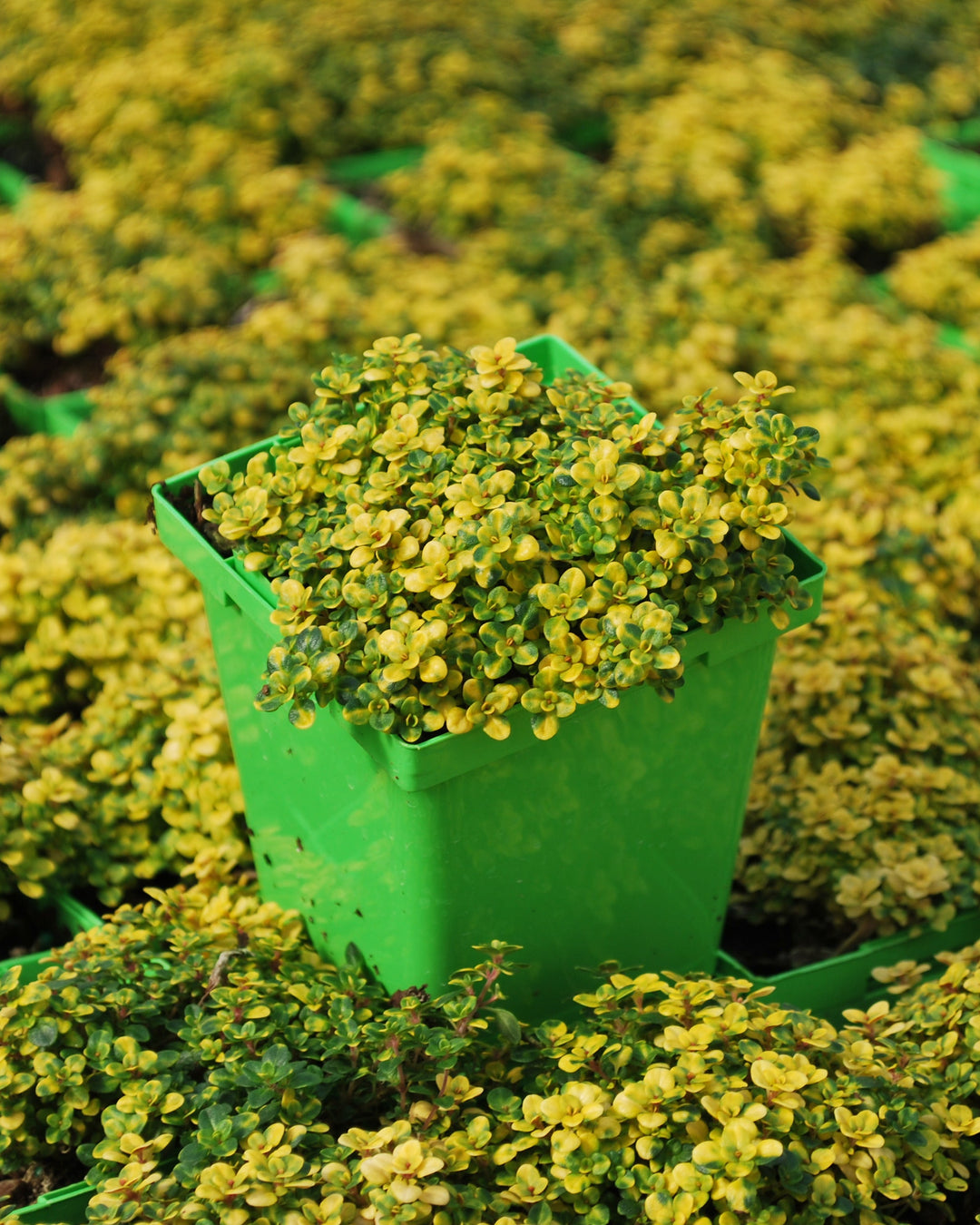 Doone Valley Plant Seeds for Planting | Ideal for Vibrant Gardens