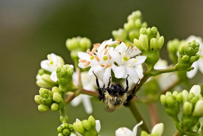 White Sevenson Flower seeds for Planting - Wildflower Mix, Heirloom & GMO Free Seeds for Home Garden