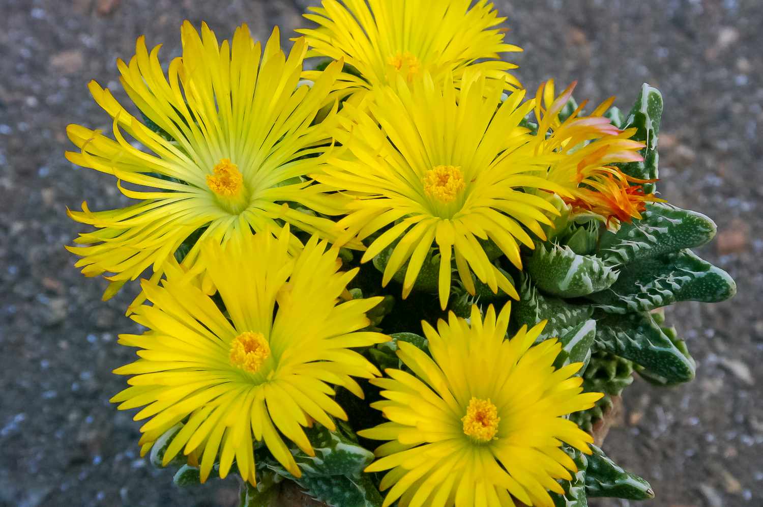 Light Yellow Succulent Flower Seeds blooming in flower beds, containers, borders, and pollinator-friendly gardens