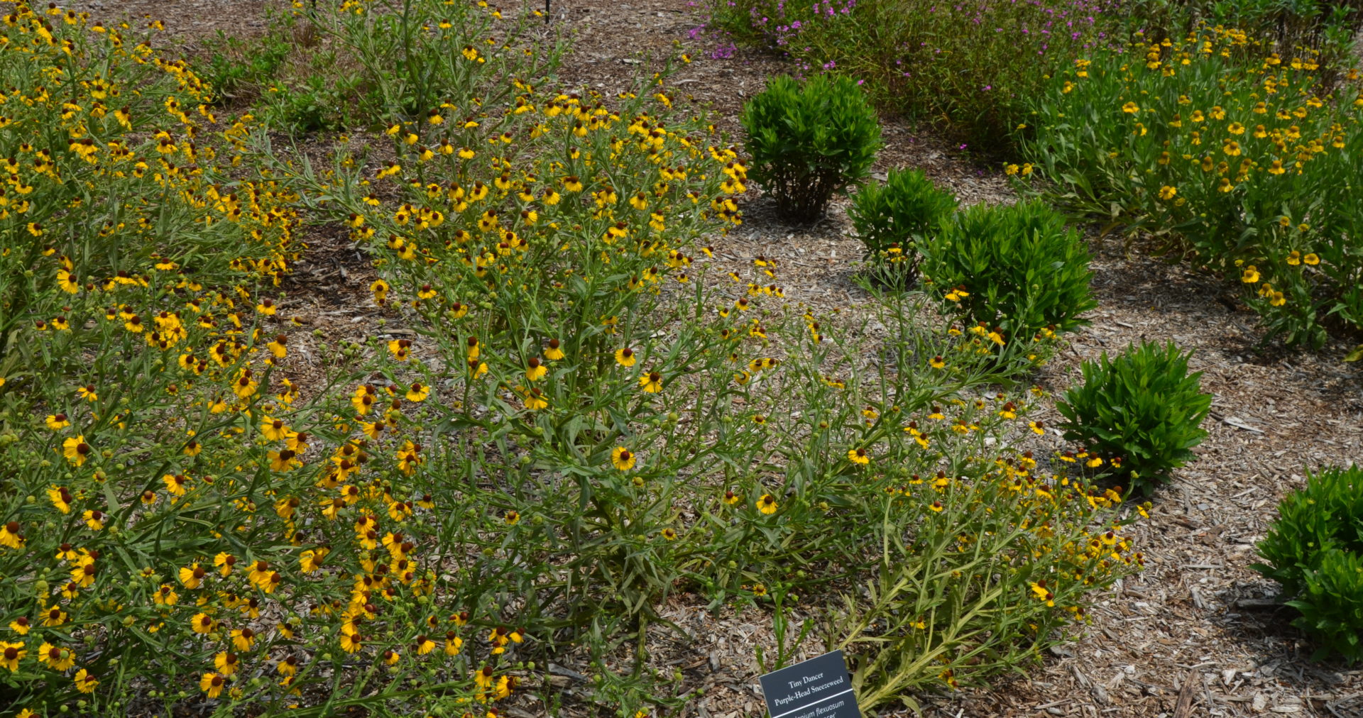 Helenium "Tiny Dancer" Purple Headed Seeds for Compact, Purple Helenium