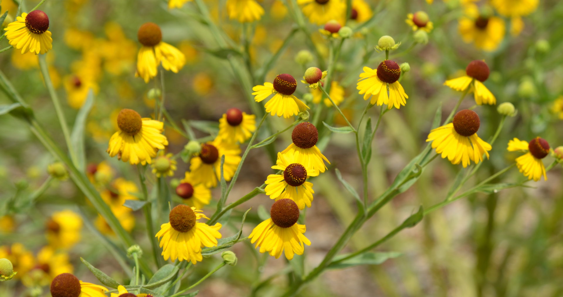 Helenium "Tiny Dancer" Purple Headed Seeds for Compact, Purple Helenium