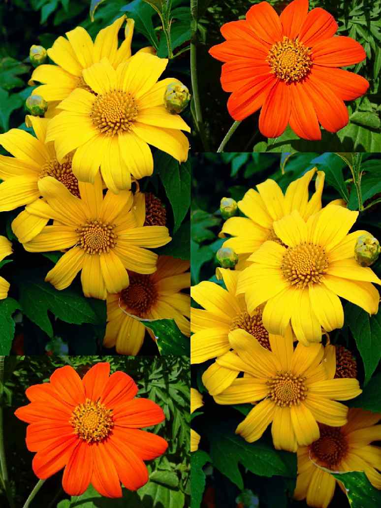 Yellow Diversifolia Flower seeds for Planting - Drought Tolerant, Heirloom & GMO Free Seeds for Home Garden