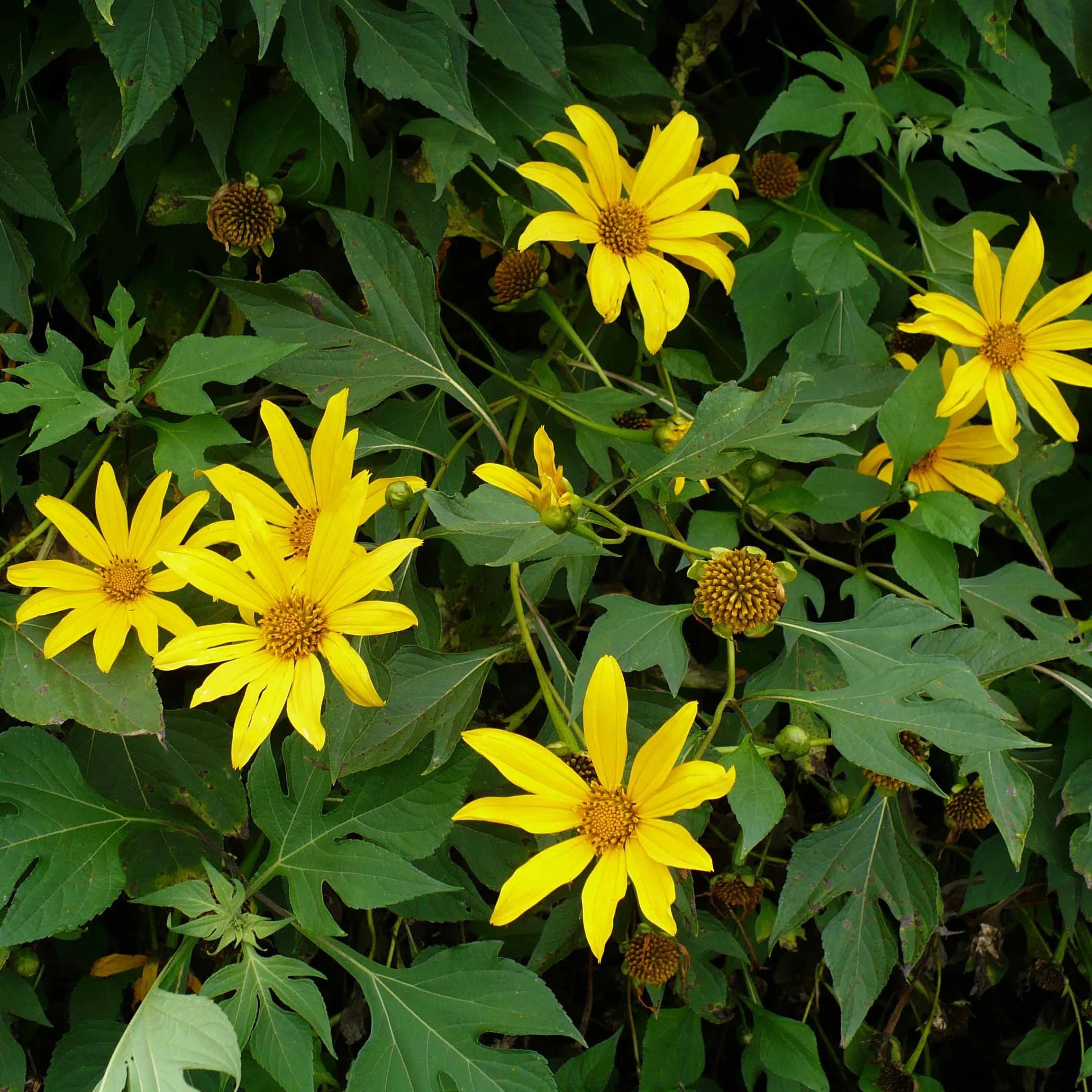 Yellow Heliopsis Flower seeds for Planting - Cut Flower Favorite, Heirloom & GMO Free Seeds for Home Garden
